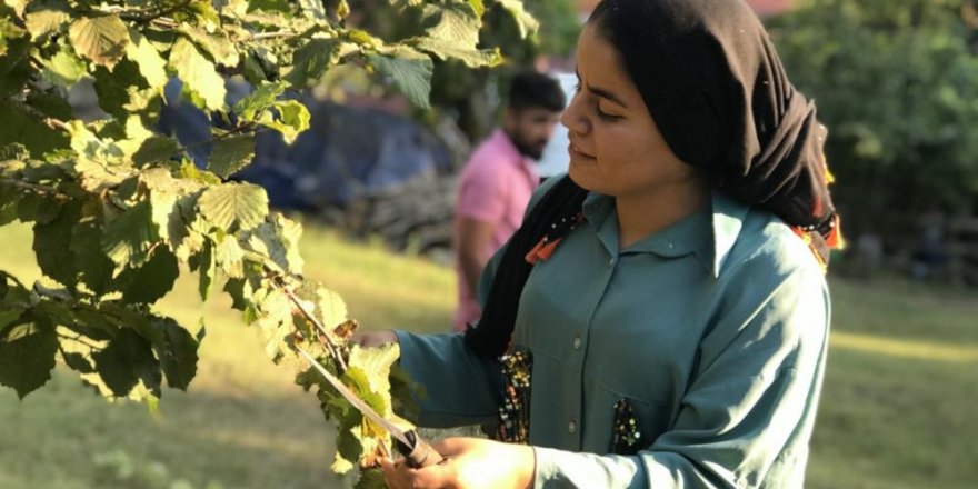 Fındık yevmiye ücreti 215 TL olarak açıklandı