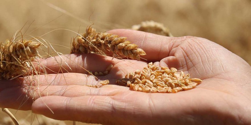 Çiftçilere buğday için kg başına 1 TL, arpa için 0,50 TL prim desteği ödenecek