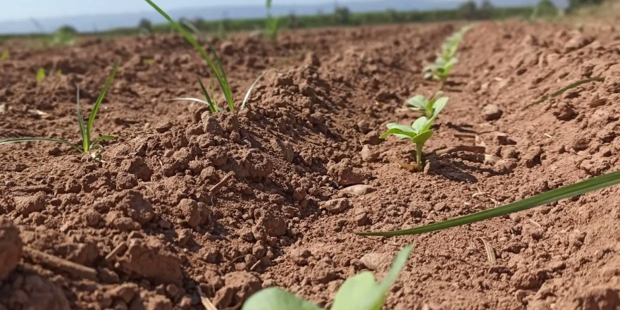 Efeler’de ayçiçeği tarlaları taranıyor