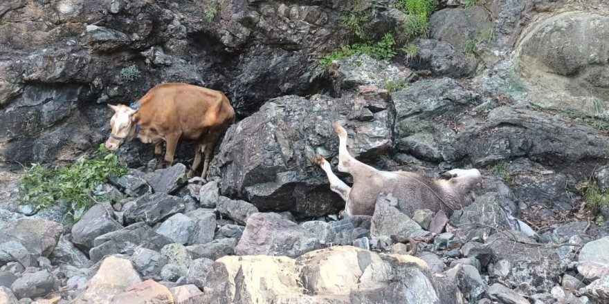 Aç kalan ayının kovaladığı büyükbaş hayvanlar uçuruma yuvarlandı