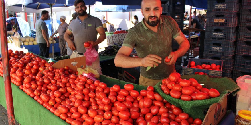 Salçalık domatesler tezgahlara indi