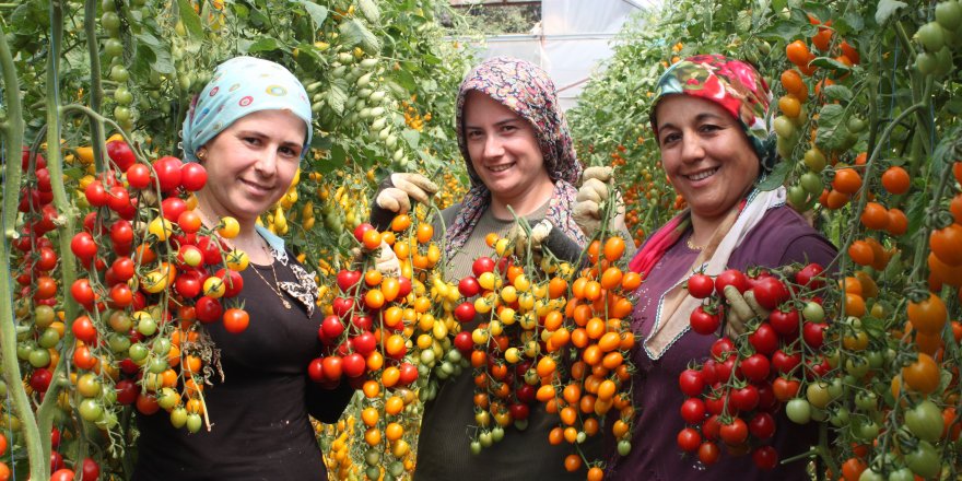 Rengarenk domates üretti, iki kat kazandı