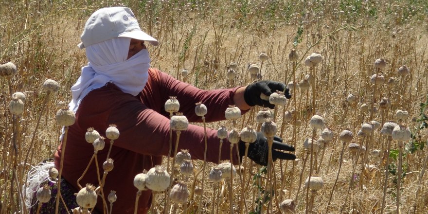 Afyonkarahisar'da haşhaş hasadı devam ediyor