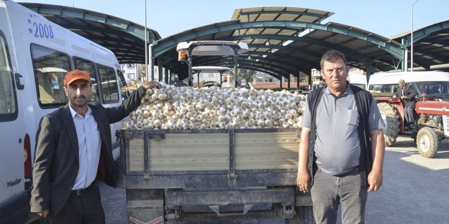 Taşköprü sarımsağı bu yıl üreticisinin yüzünü güldürüyor