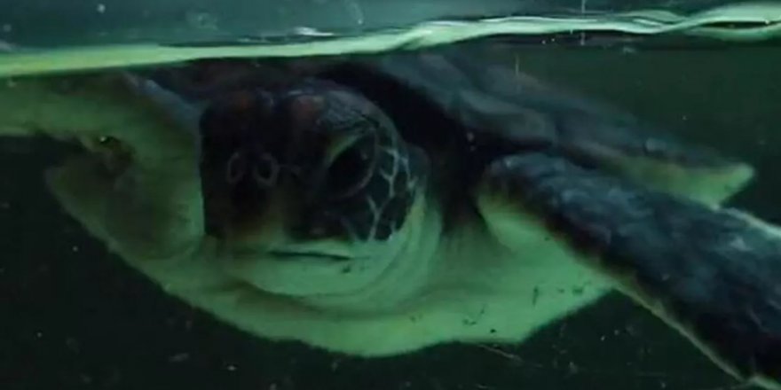 Avustralya’da kurtarılan kaplumbağanın midesi plastik dolu