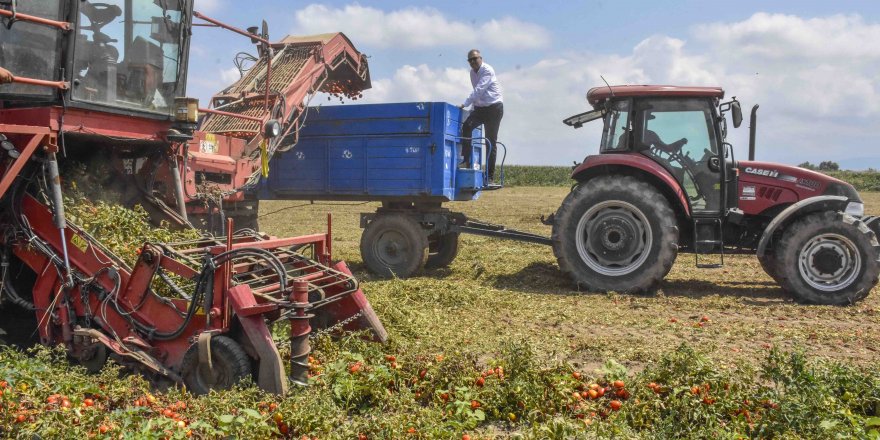 Türkiye'nin salçalık domatesinin yüzde 40'ını karşılayan Karacabey’de hasat başladı