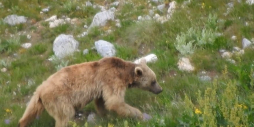 Otomobilin camını kıran ayı araç içerisinde bırakılan yiyeceklerle karnını doyurdu