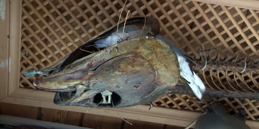 Kumru, balık müzesinde Orkinos mumyası içine yavruladı