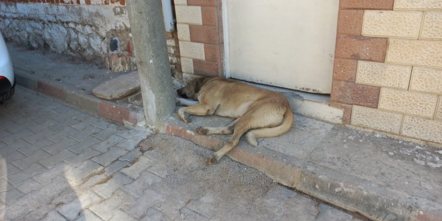 Kadıköy’de bir sokağı pire ve keneler sardı