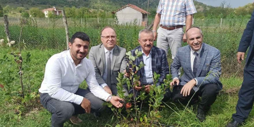 Zonguldak'ta aronya meyvesinin hasadı gerçekleştirildi