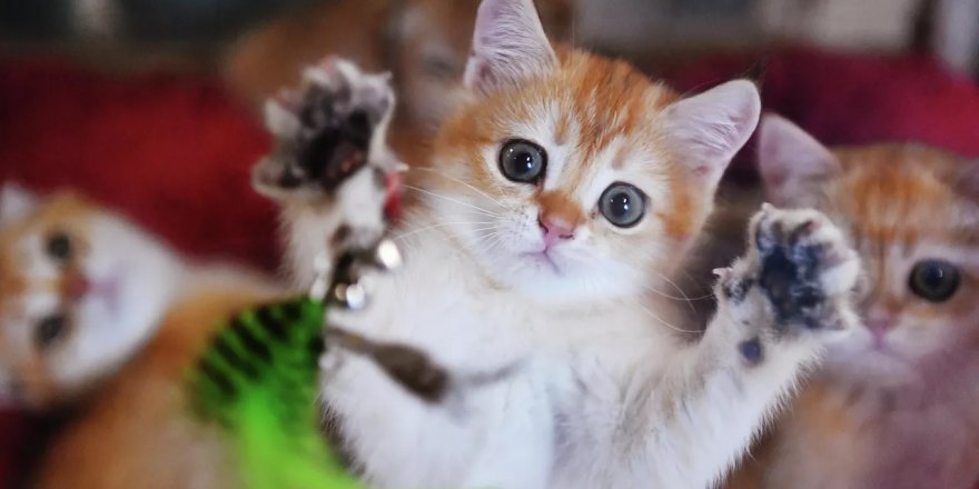 Avustralya'da iddia: Sekiz yaşındaki öğrenci kendini 'kedi' olarak tanımlıyor, okul da destekliyor