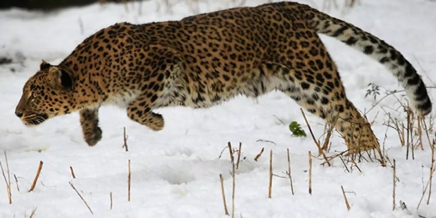 Hindistan'da leopar paniği: Yerleşim yerine inerek insanlara saldırdı