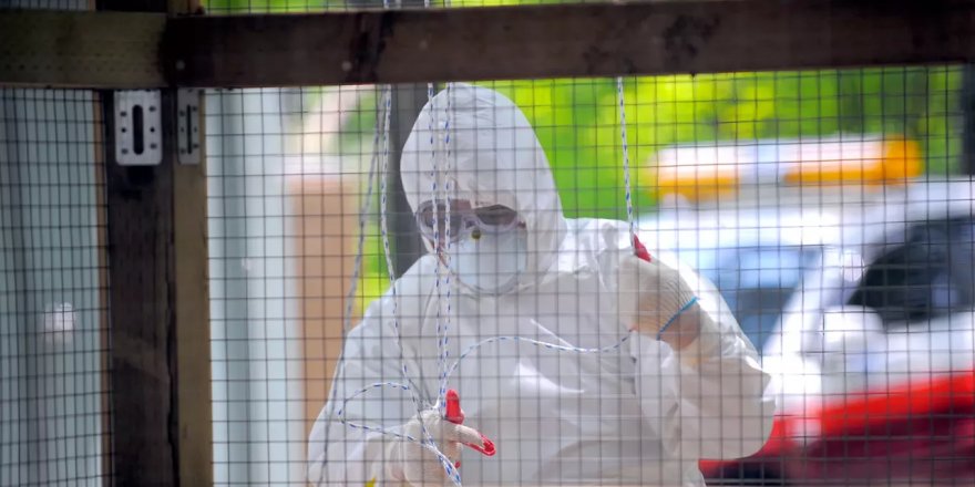 Bilim insanları uyardı: Kuş gribi bir sonraki pandemi olabilir