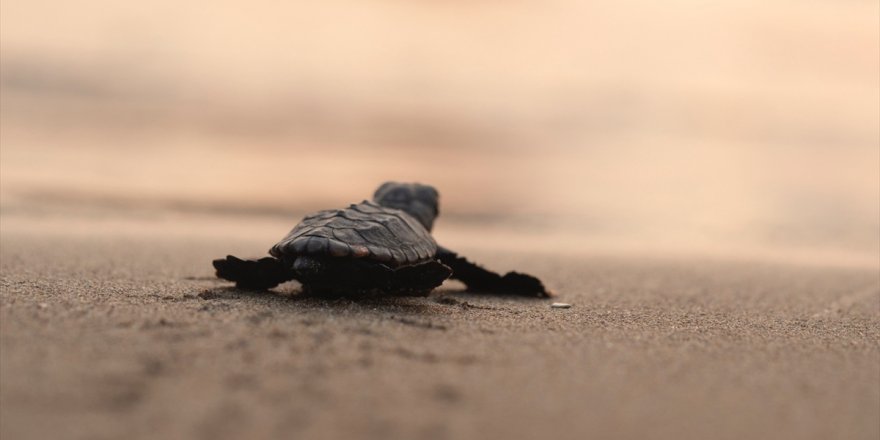 Muğla sahillerinden 40 bin yavru caretta caretta denizle buluşacak