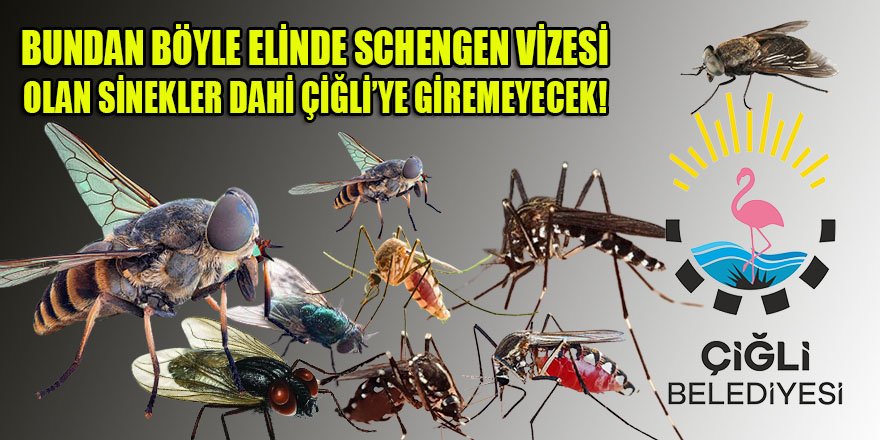 Elinde Schengen vizesi olan sinekler bile Çiğli'ye giremeyecek! Çiğli belediyesi, sivrisinekleri kovmak için 830 Bin TL'lik direk satın aldı...