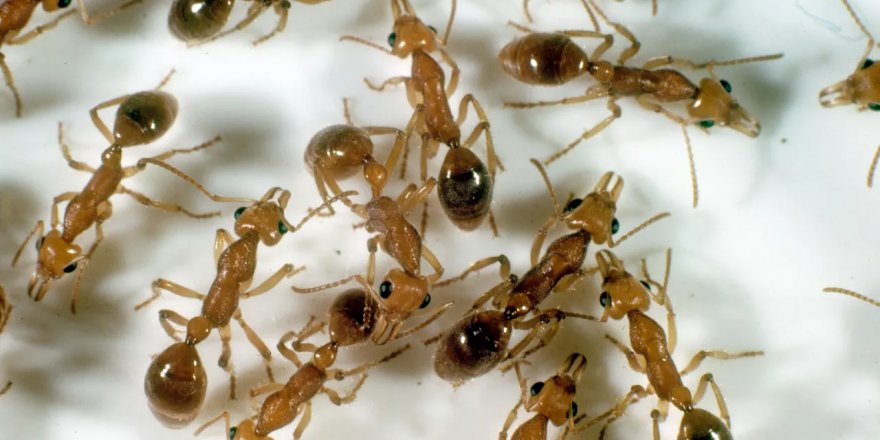 Yeryüzündeki karınca nüfusuyla ilgili yeni hesaplamadan tasavvur edilemez bir sayı çıktı
