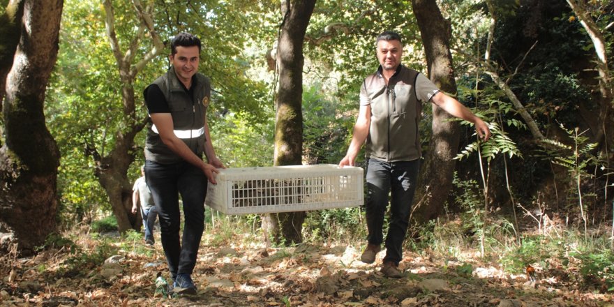 Ödemiş'te 7 mahallede 80 kınalı keklik doğaya bırakıldı
