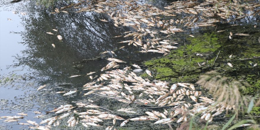 İzmir'de balık ölümleriyle ilgili inceleme başlatıldı