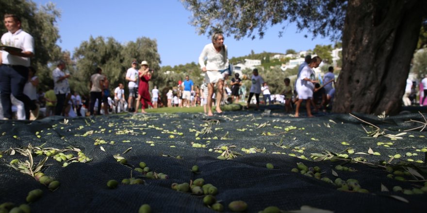 Muğla'daki 5. Zeytin Hasadı etkinliğinde tatilciler 700 yıllık ağaçlardan zeytin topladı