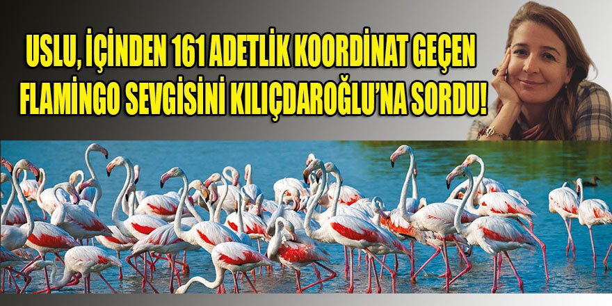 Sermayenin flamingo sevgisi belgesel desteği olunca; Uslu da bu sevginin koordinatlarını Kılıçdaroğlu'na sordu!