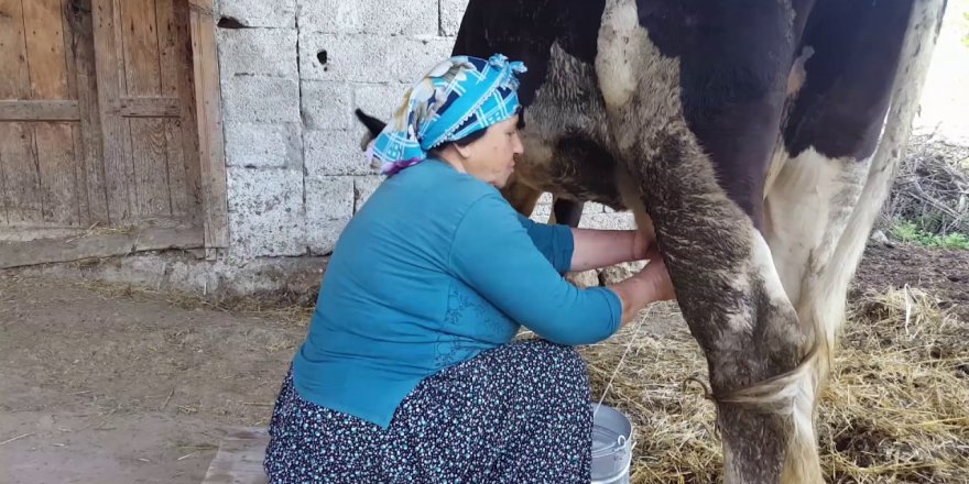 Çiğ süt tavsiye fiyatı belli oldu