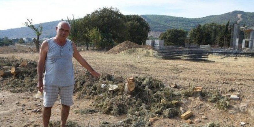 İzmir'de CHP'li belediyeden lüks villalar için ağaç katliamı! Yalanları fotoğrafla ortaya çıktı