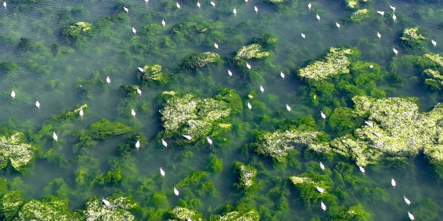 İzmir Körfezi'nde kıyıya yakın noktalarda yosun tabakası oluştu