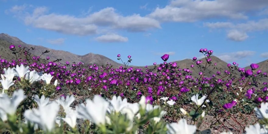 Buzulların erimesiyle ortaya çıktı: Şili'de buzlar altında kalan 2 askerin kalıntılarına 40 yıl sonra ulaşıldı