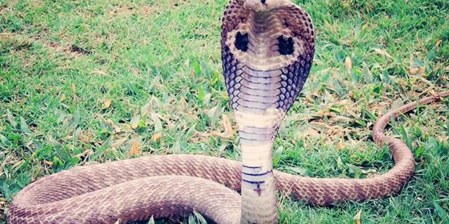 İsveç'te hayvanat bahçesinden kaçan dev kral kobra, bir hafta sonra geri döndü
