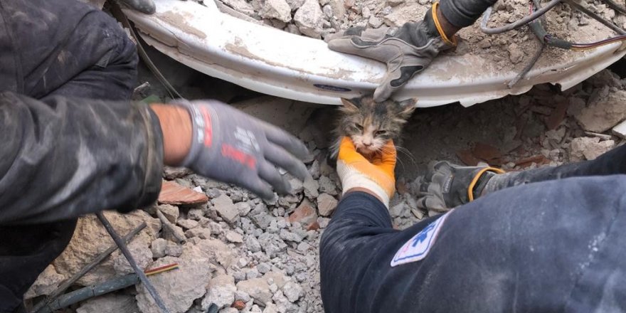 İzmir itfaiyesi 5 bin hayvan kurtardı