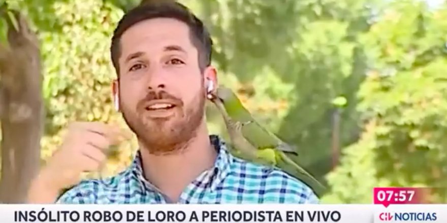 Şili'de papağan, bölgedeki soygunları anlatan muhabirin kulaklığını çaldı