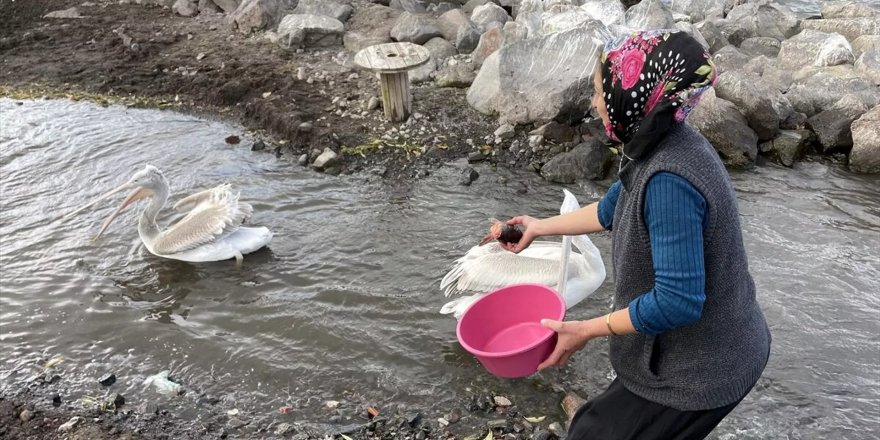 Ardahan'da balıkçı ailenin sahiplendiği iki pelikan göç etmedi