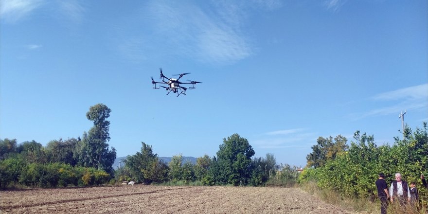 Ortaca'da bir narenciye bahçesinde dron ile ilaçlama yapıldı