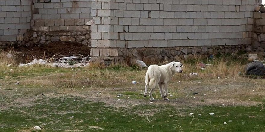 Buiatri Derneği Türkiye Başkanı: Son 1 yılda 250 bin kişi kuduz tedavisi gördü