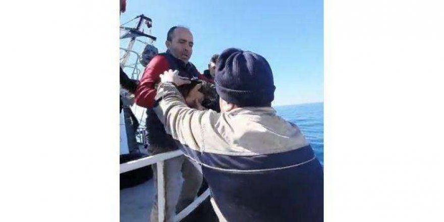 Zonguldak'ta kaybolan kedi Tekirdağ'da bulundu: Tekneye binip gitmiş