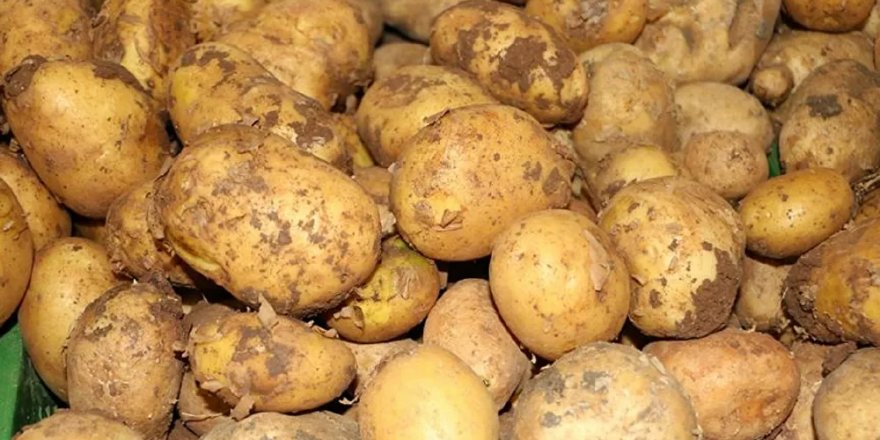 Rusya, Kazakistan'dan patates ithalatını askıya aldı