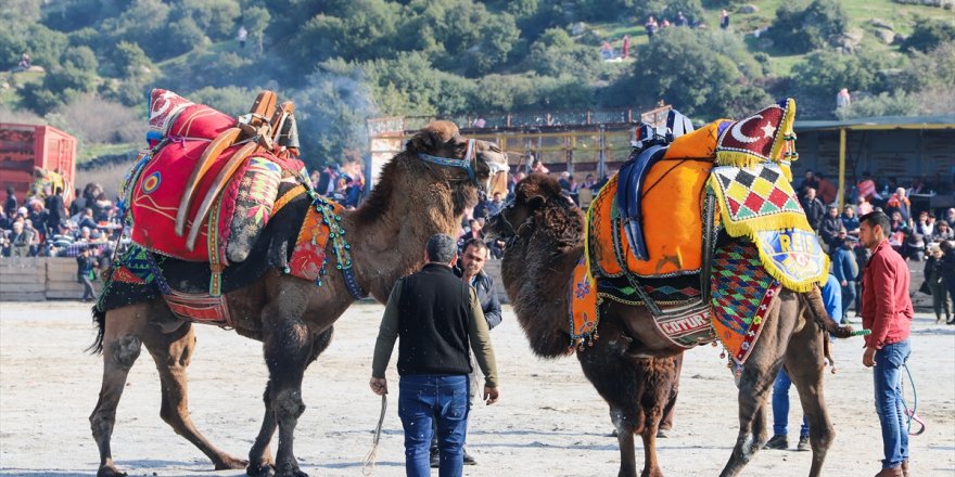 Aydın'da deve güreşi festivali yapıldı