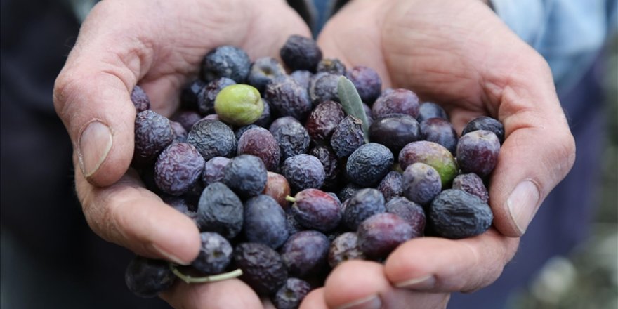 Artvin'de lezzet ödüllü "Butko zeytini"nin hasadı yapılıyor