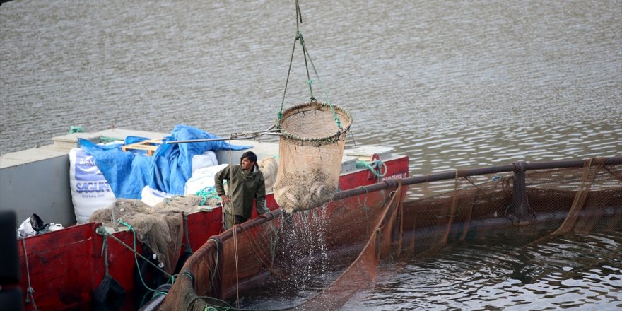 Anadolu'daki barajlarda yetiştirilen alabalıklar 36 ülkeye ihraç ediliyor