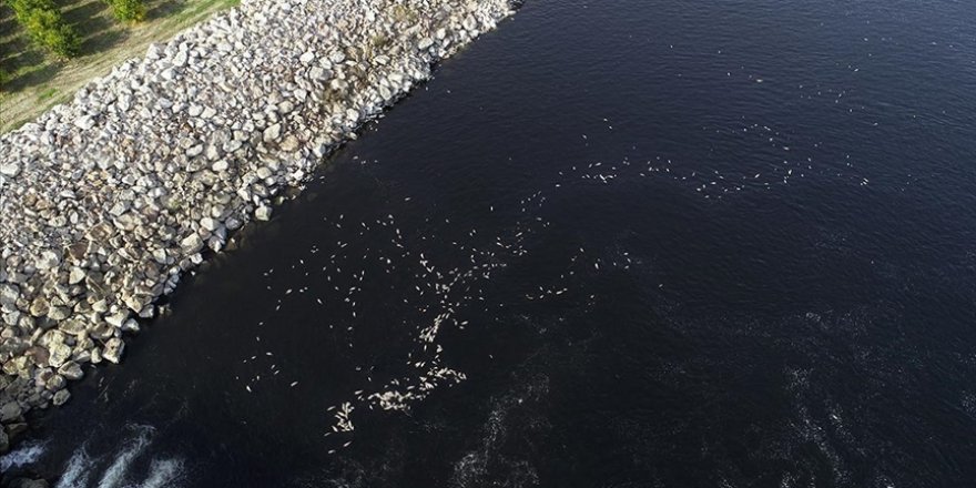 Ceyhan Nehri'nde görülen balık ölümlerinin nedeni araştırılıyor