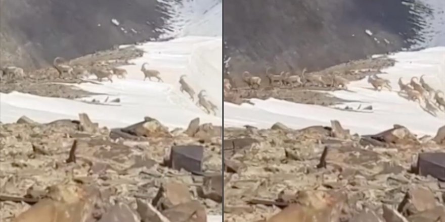 Hakkari'de sürü halinde dağ keçisi görüntülendi