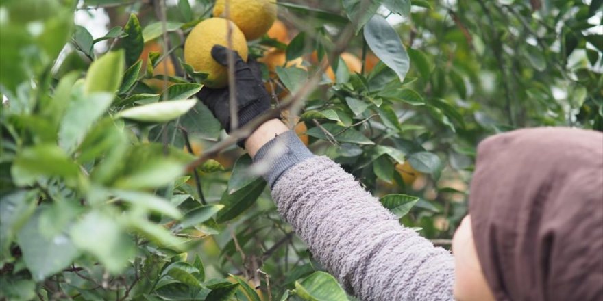 Nazilli'de portakal hasadına başlandı