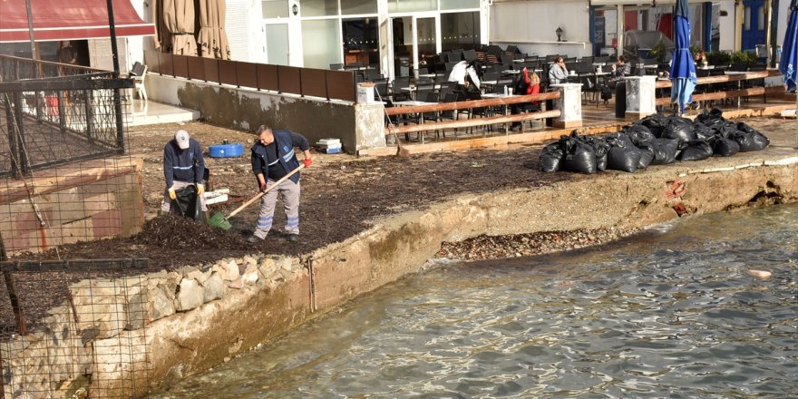 Bodrum'da rüzgar nedeniyle sahile sürüklenen yosunlar temizlendi