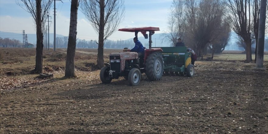 Sinanpaşa'da "tıbbi papatya" ekimi yapıldı