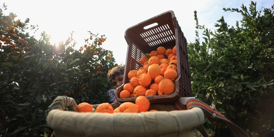 Meyvede ihracat şampiyonu mandalinanın rekoltesi iki kat arttı