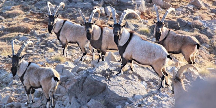 Aladağlar'daki yaban keçisi sayısı 2 bin 534'e ulaştı