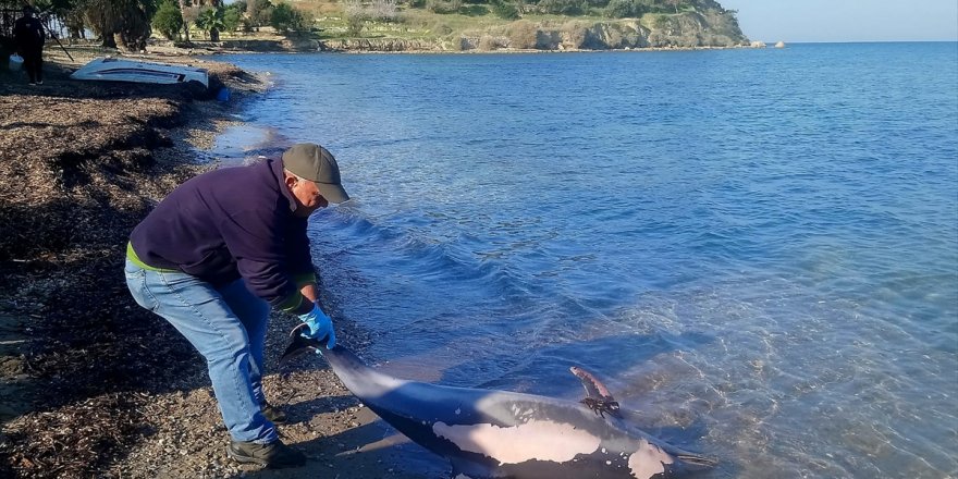 Kuşadası'nda ölü yunus sahile vurdu