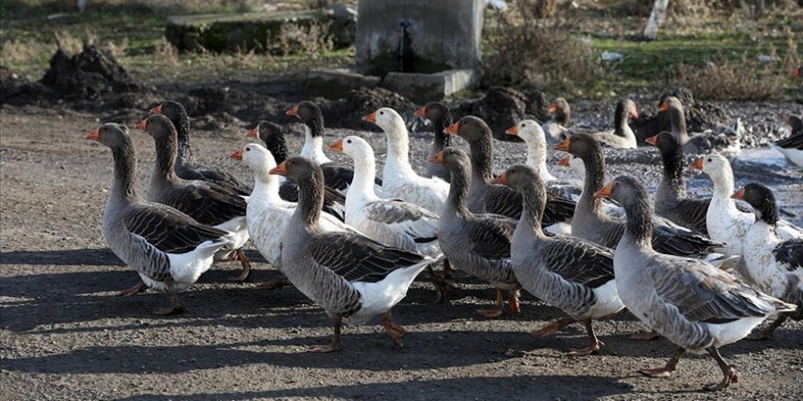 Muş'ta kaz yetiştiriciliği desteklemelerle artıyor