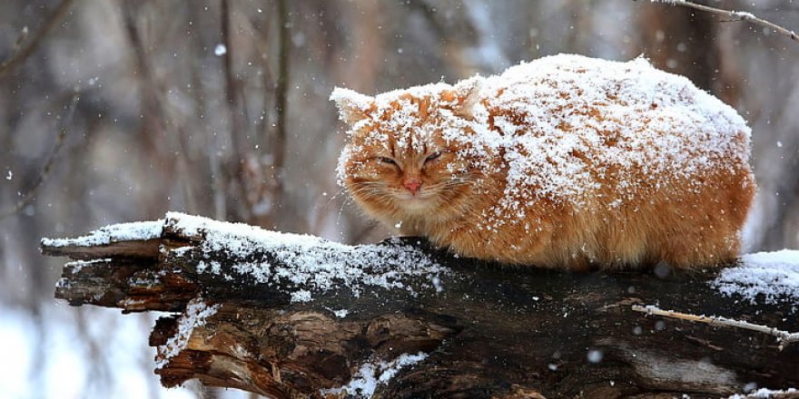 Meteoroloji'den 20 il için sarı ve turuncu kodlu kuvvetli kar yağışı uyarısı