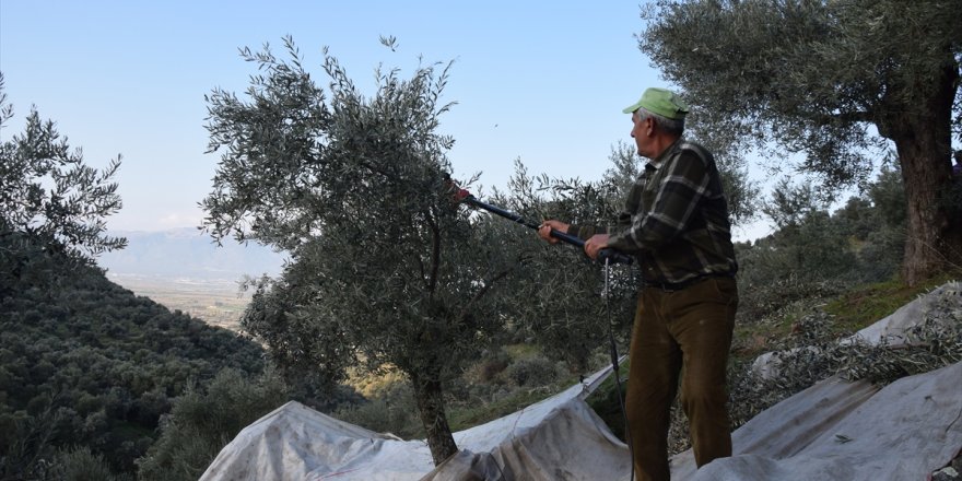 Yenipazar'da zeytin hasadı başladı